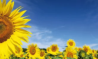 Sonnenblumen