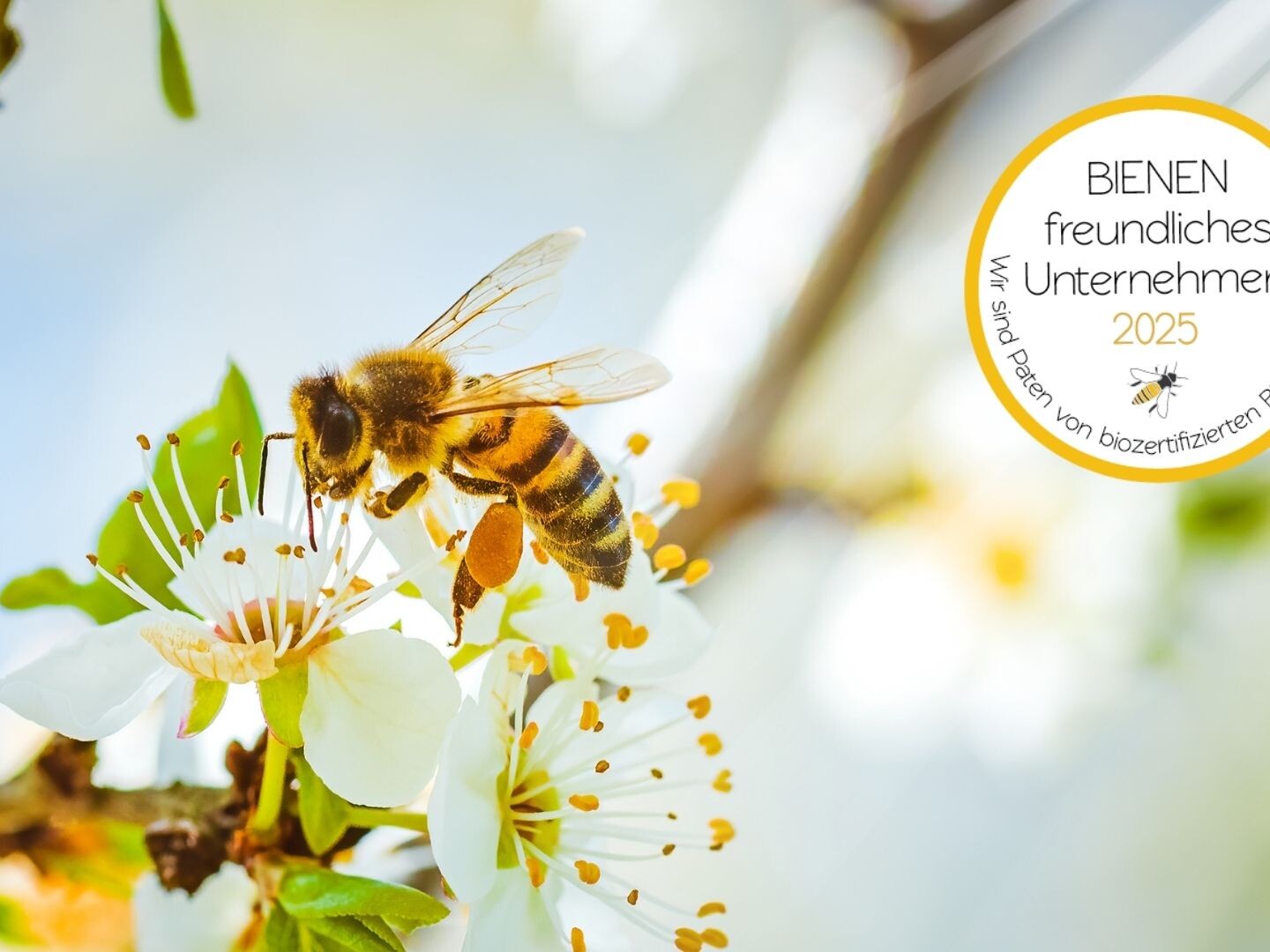 bienenschutz interzero bienenfink